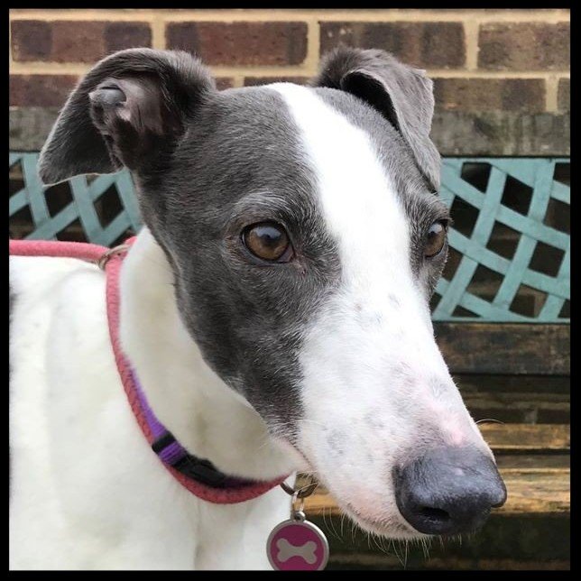 Retired Greyhound Trust Croftview Kennels Kent Adopt a Dog