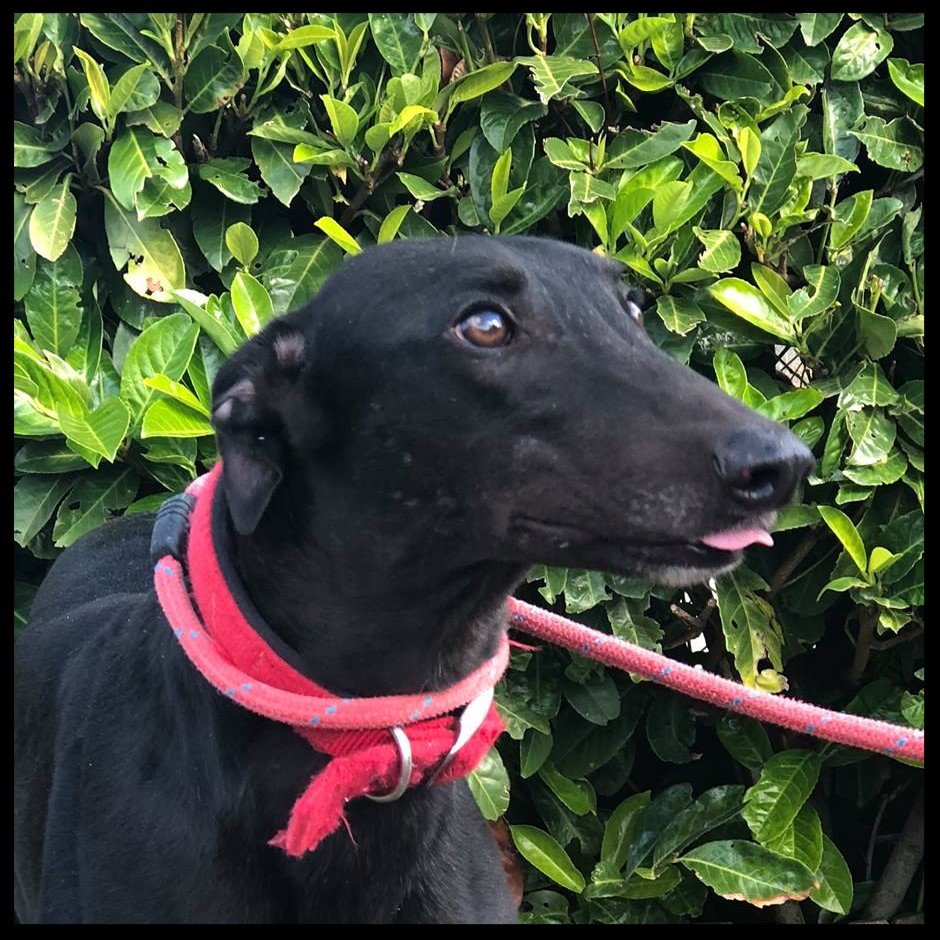 Retired Greyhound Trust Croftview Kennels Kent Adopt a Dog