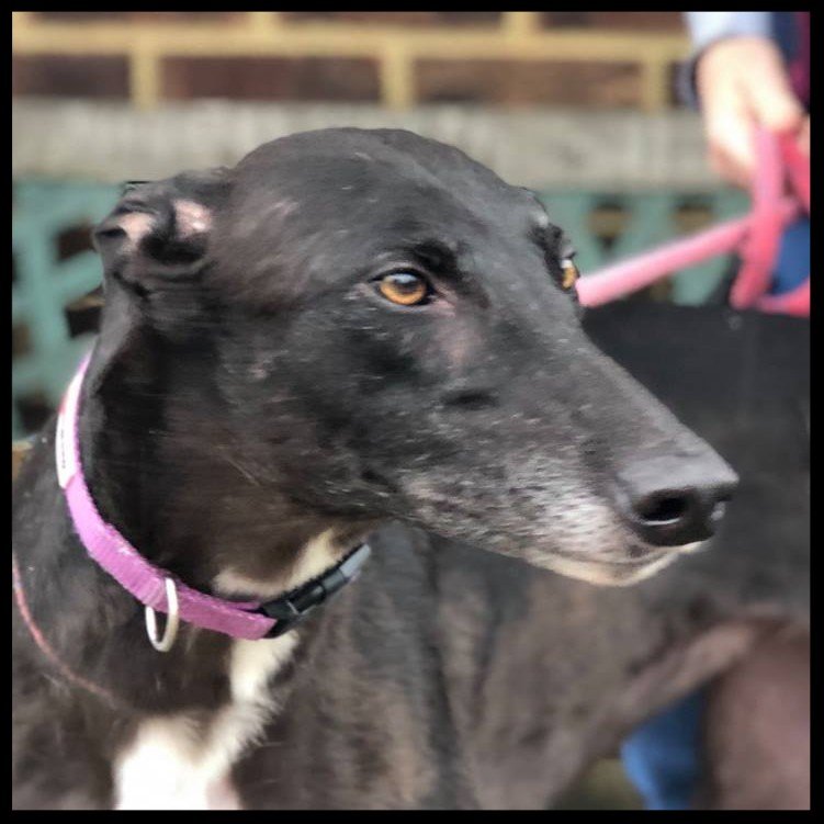 Retired Greyhound Trust Croftview Kennels Kent Adopt a Dog