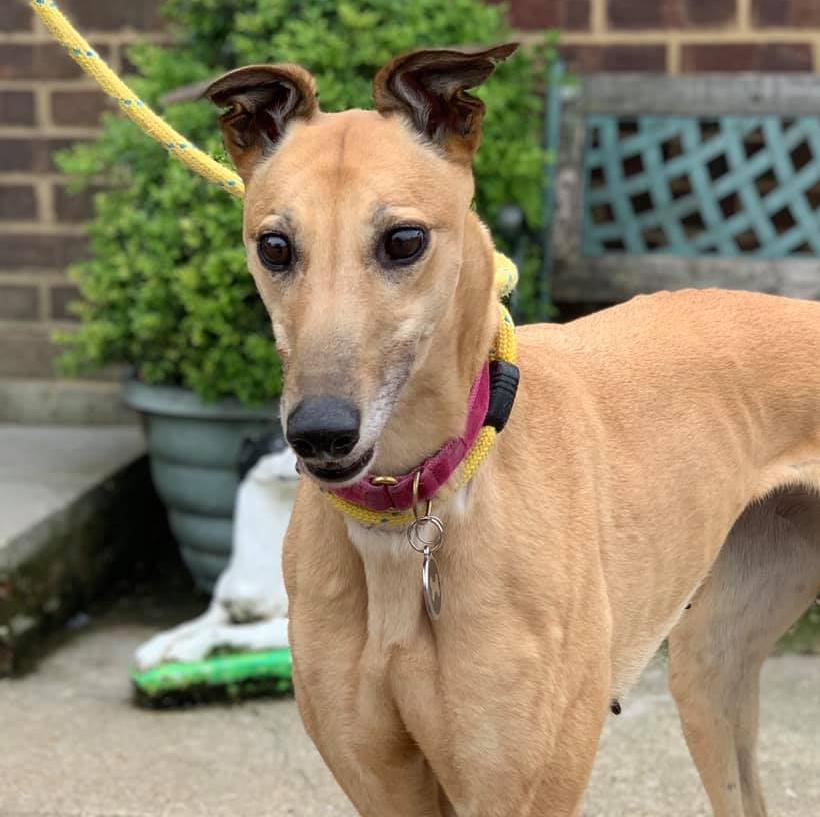 Retired Greyhound Trust Croftview Kennels Kent Adopt a Dog