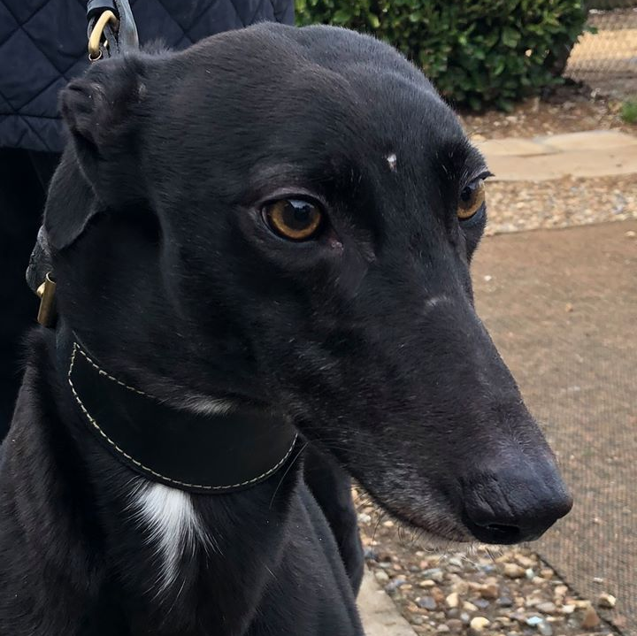 Retired Greyhound Trust Croftview Kennels Kent Adopt a Dog