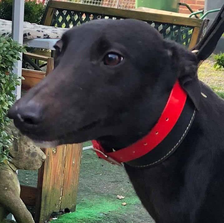 Retired Greyhound Trust Croftview Kennels Kent Adopt a Dog