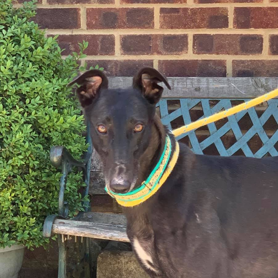 Retired Greyhound Trust Croftview Kennels Kent Adopt a Dog