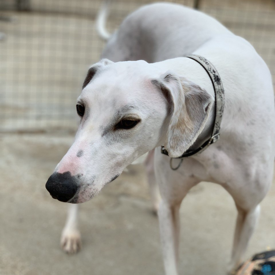 Retired Greyhound Trust Croftview Kennels Kent Adopt a Dog