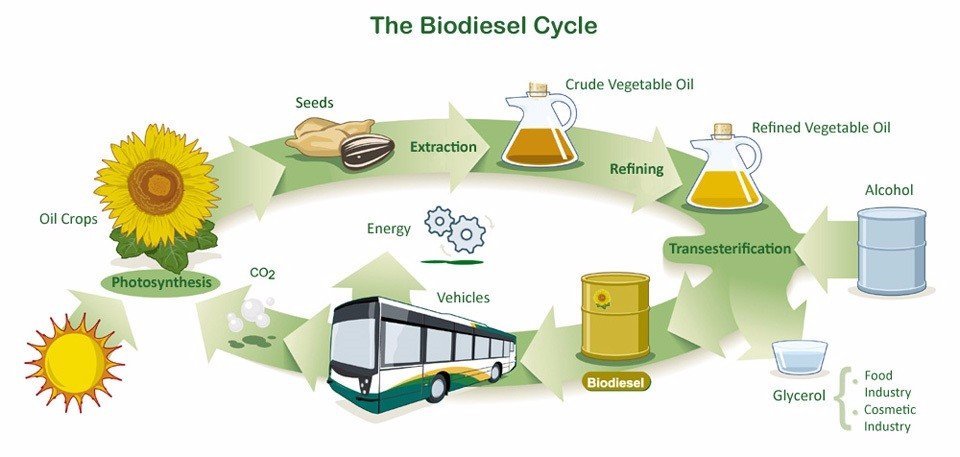 All You Need To Know About Biomass