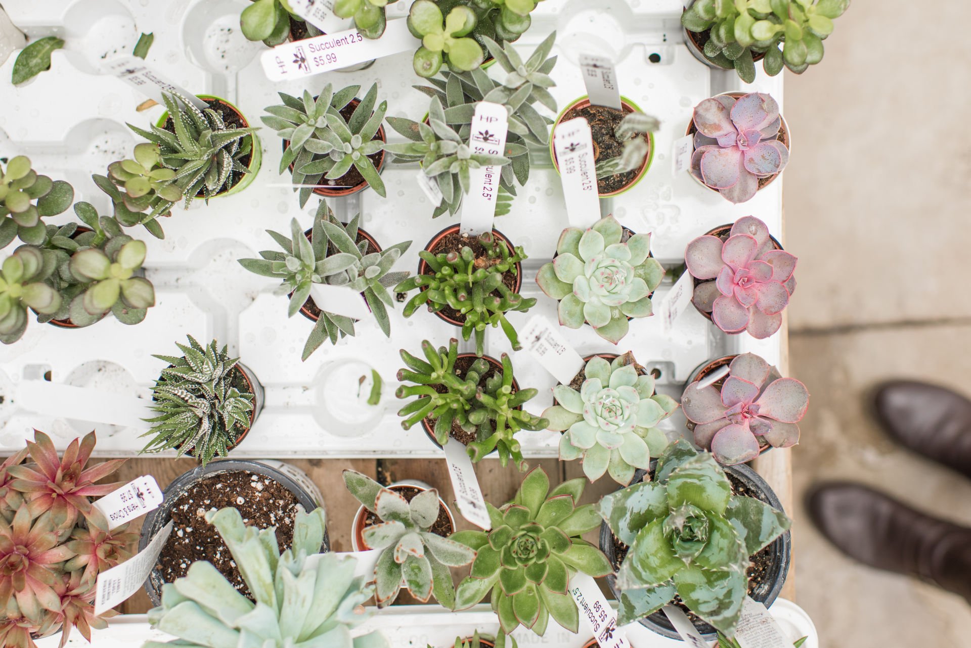 Sprague’s Nursery & Garden Center Plant Nursery Bangor, ME