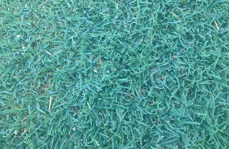 Roll On Lawn Varieties Perth Westland Turf