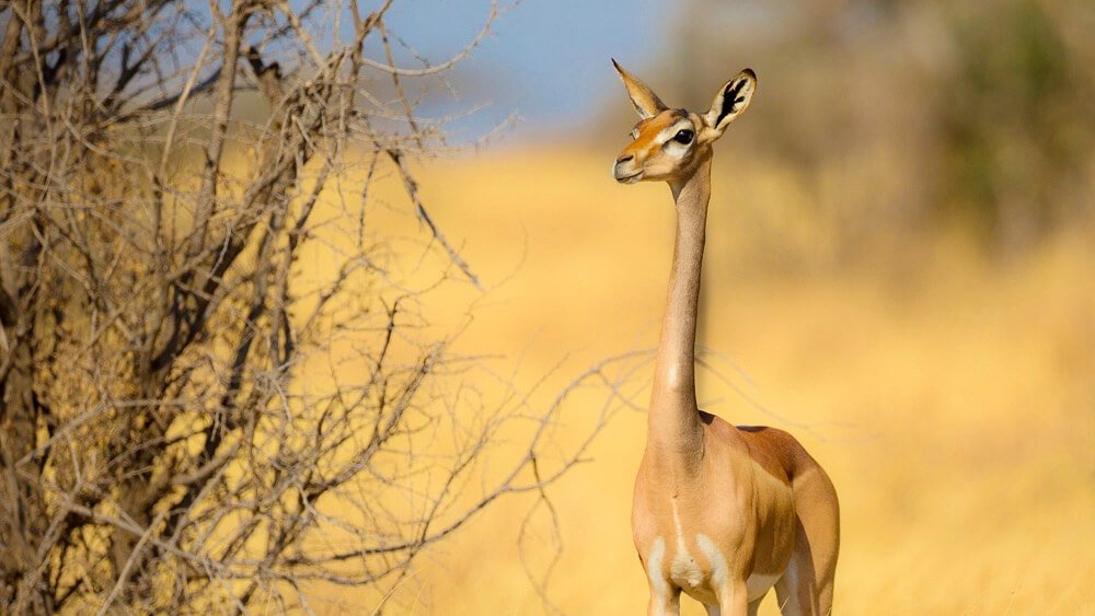 Best Kenya Safari Tours in East Africa eXplore Plus