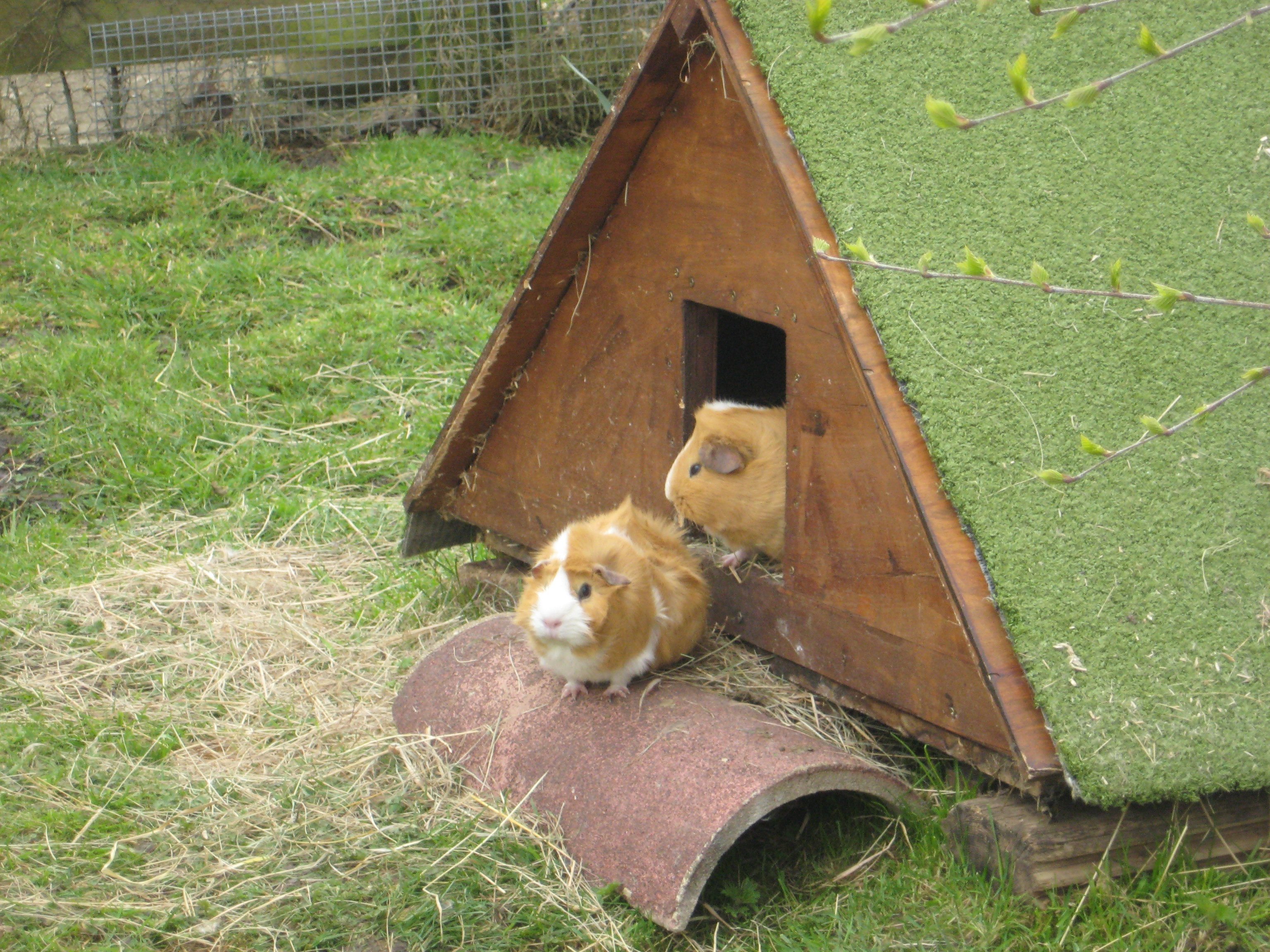 Thrift End Farm Canine & Pet Centre, dog kennels in Bedfordshire