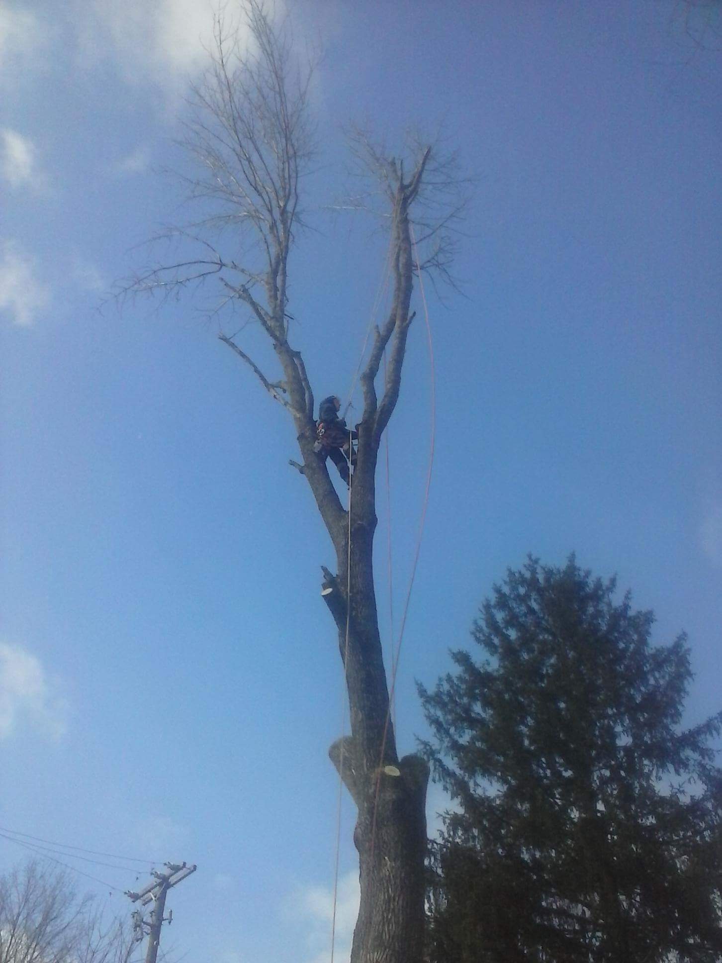 Gallery | Davis Tree & Stump Service