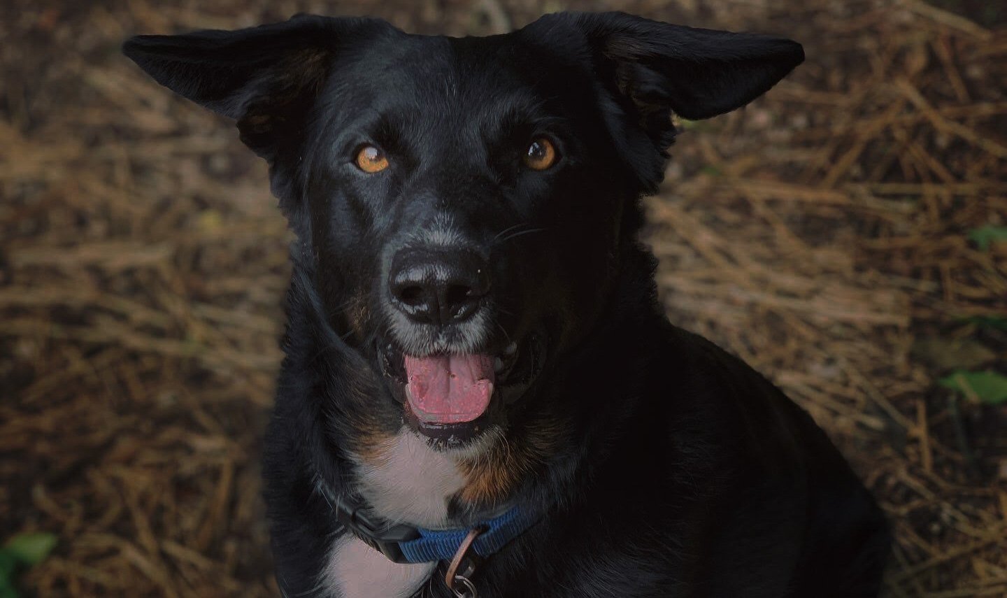 Bonaparte's Retreat CONTACT