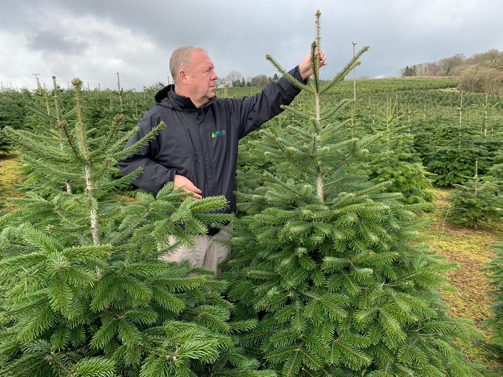 Largest Christmas Tree Plantation In UK Leading The Way With Unique EcoFriendly Recycling Programme