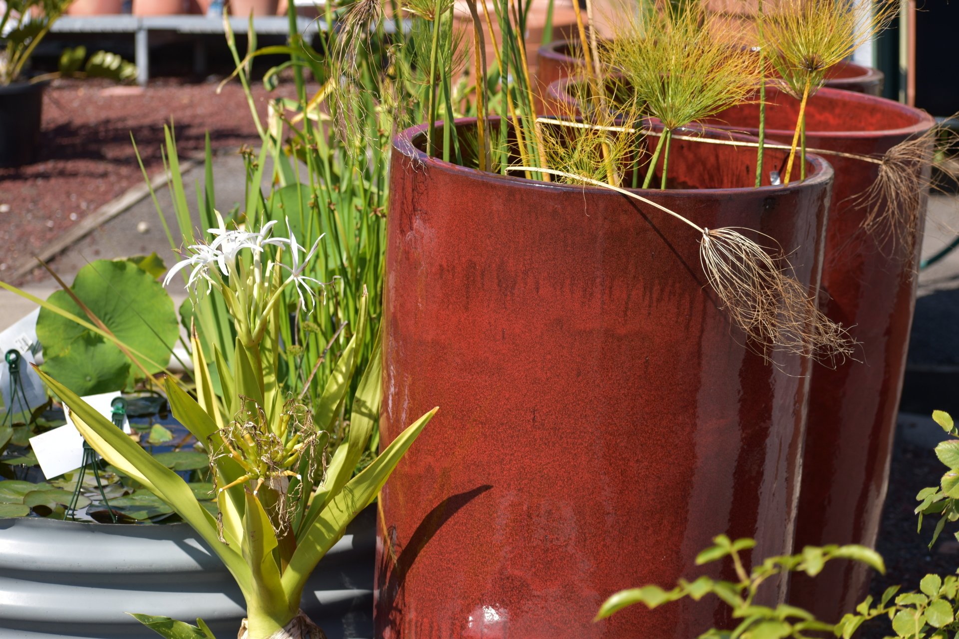 Landscape Supplies & Design, Plants, Garden Nurseries Newcastle Central