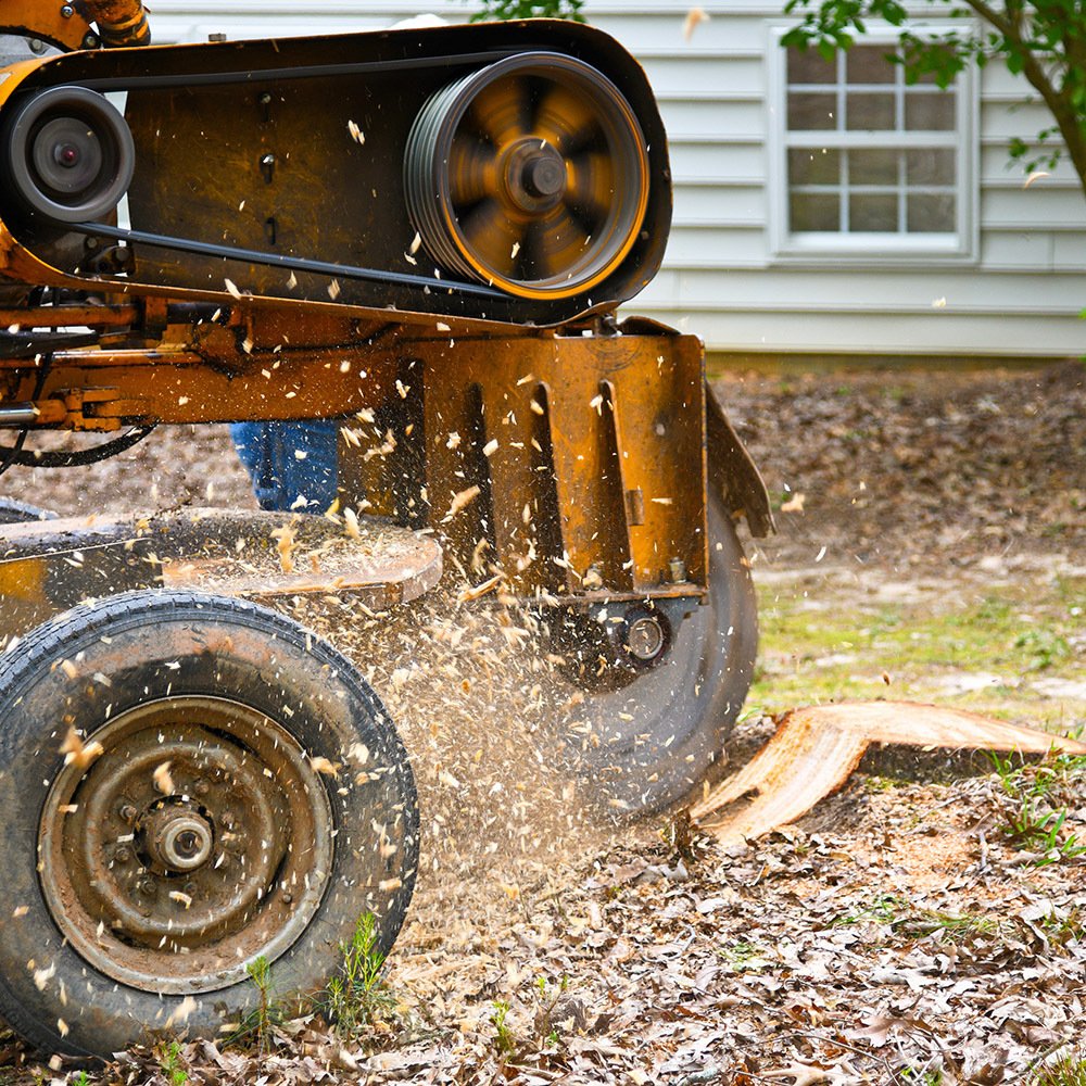 Tree stump removal experts