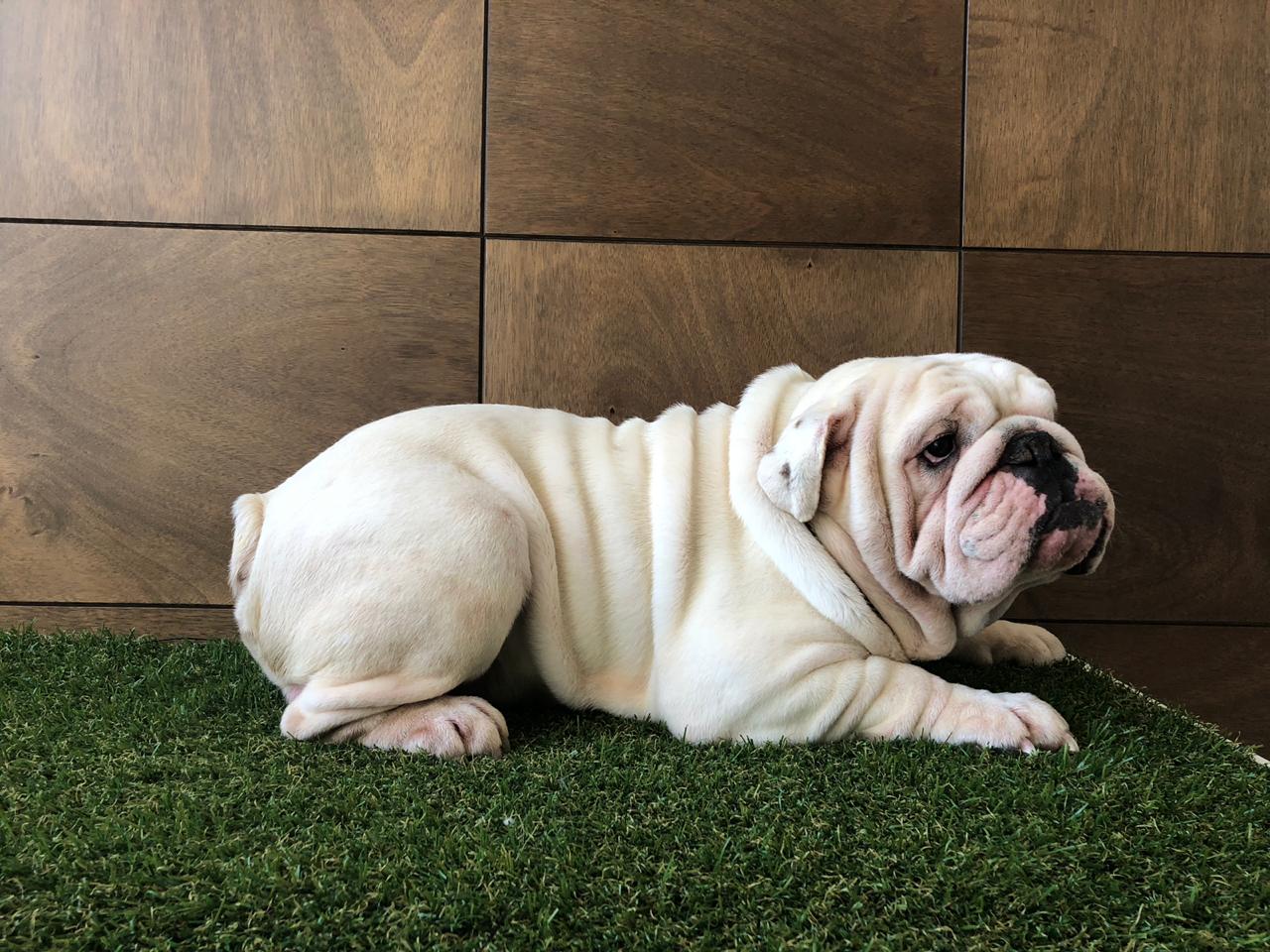 Bulldog Ingles en Venta Criadero de Bulldogs Mexico