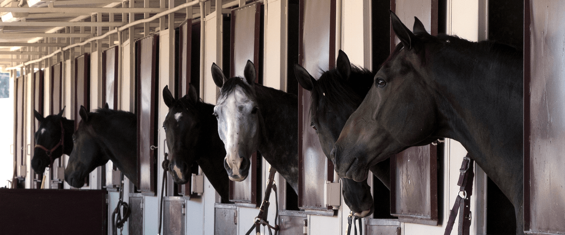 NiMAX COUNTRY STORE, animal feed supplier in Wisbech