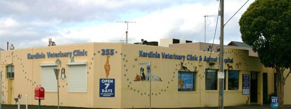 kardinia veterinary clinic and animal hospital clinic