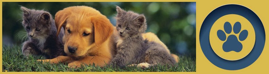 kardinia veterinary clinic and animal hospital puppy and kitten