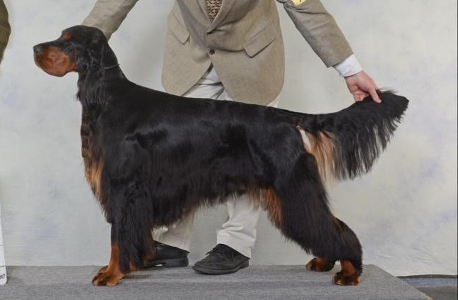 Gordon Setter Puppies For Sale 2022