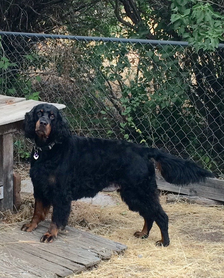 Lyric Gordon Setters Columbus, WI 53925