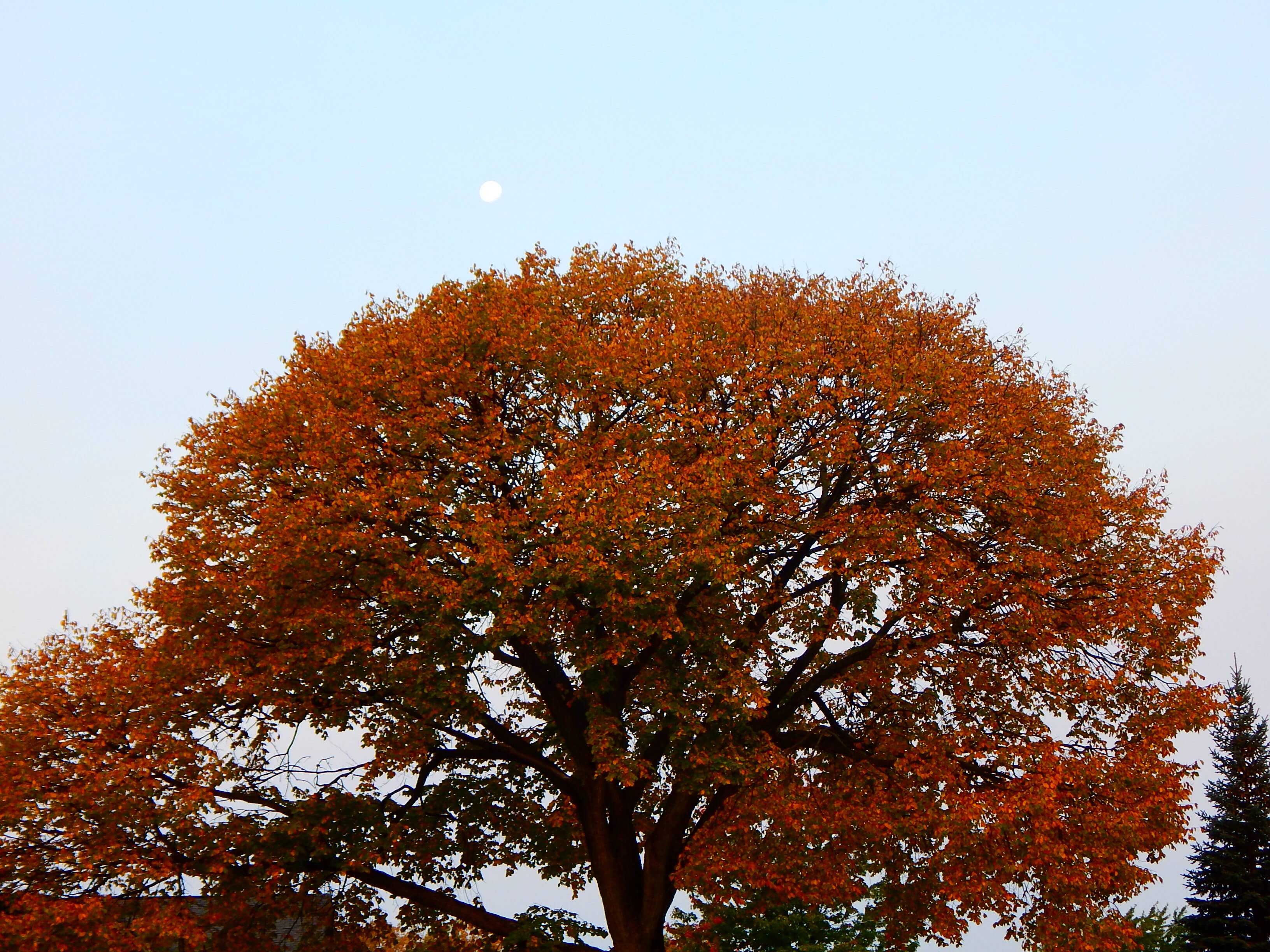 Ira Township, Michigan