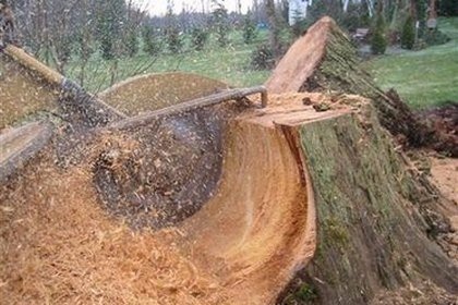 Stump Grinding An Important Overlooked Service Stump Grinding An Important Overlooked Service