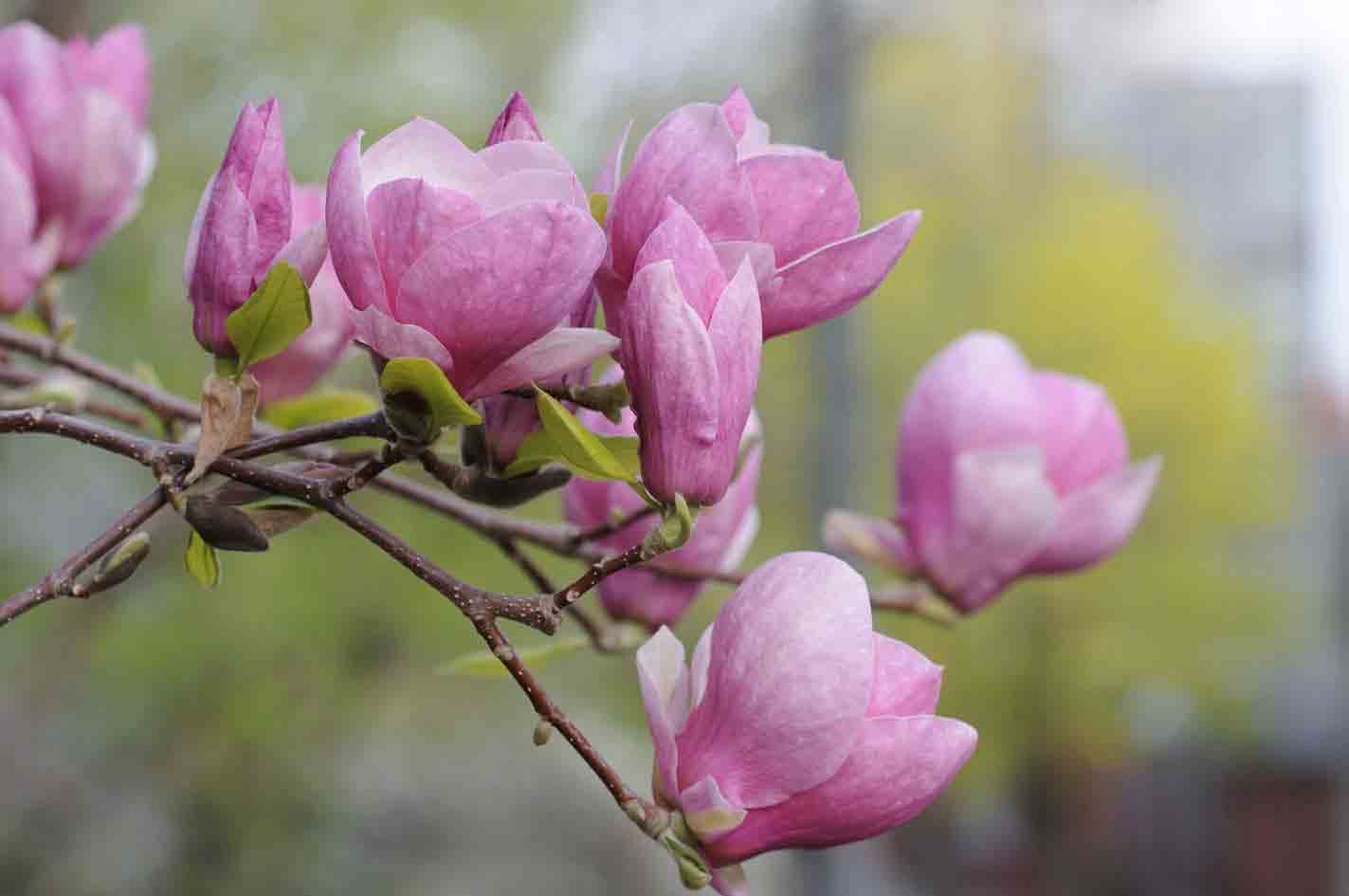 Funeral directors Fife Funeral Services