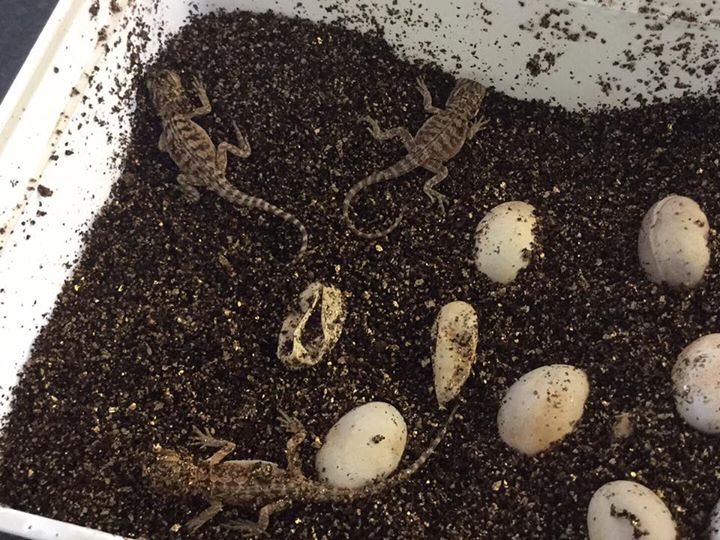 Pet reptiles for sale in Nuneaton