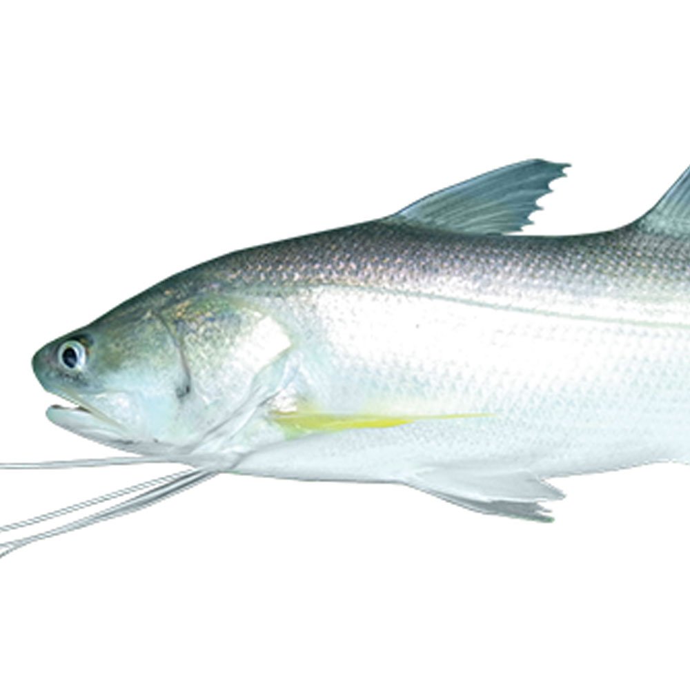 Wild Barra Fisheries