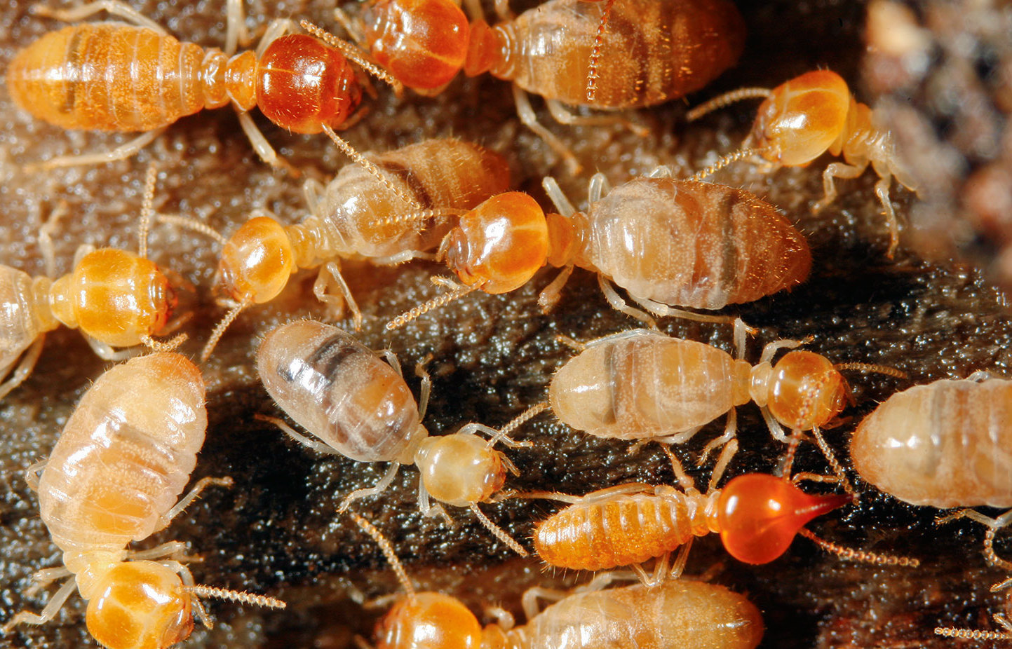 termites