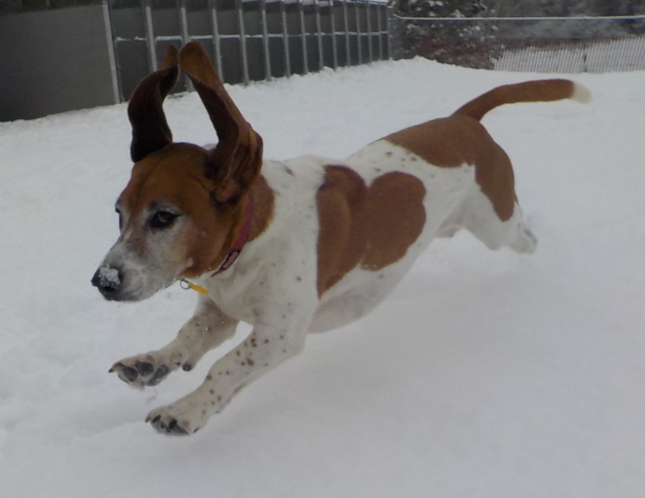 Dog Kennels Dog Daycare Hilton, NY