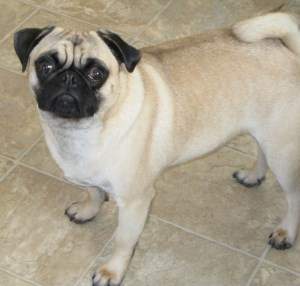 20 year pug pug pictures the cutest pug photo gallery 20 year pug pug pictures the cutest pug photo gallery