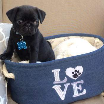 12 week pug puppy pug diarrhea 12 week pug puppy pug diarrhea