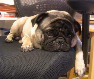 why do pugs smell so bad pug facts interesting and helpful factual information about pugs why do pugs smell so bad pug facts interesting and helpful factual information about pugs