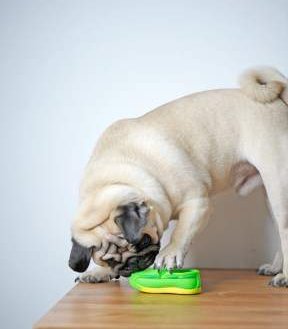 pug tails pug tails wagging curling limp and other issues pug tails pug tails wagging curling limp and other issues
