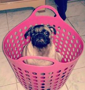 pug puppy diarrhea pug diarrhea pug puppy diarrhea pug diarrhea