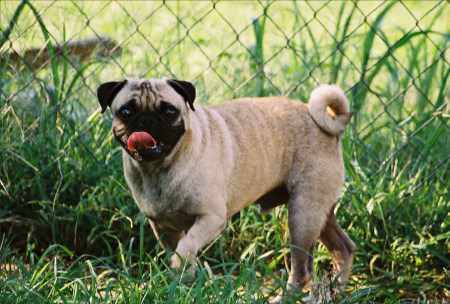 potty a pug pug house best methods for housebreaking pugs potty a pug pug house best methods for housebreaking pugs