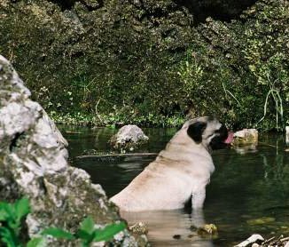pug diarrhea treatment pugs and swimming pug information center pug diarrhea treatment pugs and swimming pug information center