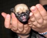 pug gestation pug information center pug pregnancy information pug gestation pug information center pug pregnancy information