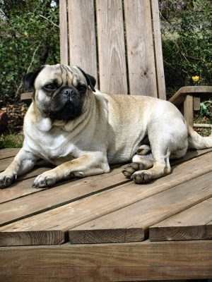 skin problems in pugs pug skin all of the different skin problems a pug can skin problems in pugs pug skin all of the different skin problems a pug can