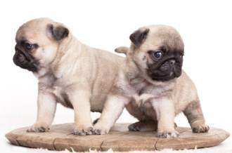 pug puppy care pug puppy care how to take great care of your pug puppy pug puppy care pug puppy care how to take great care of your pug puppy