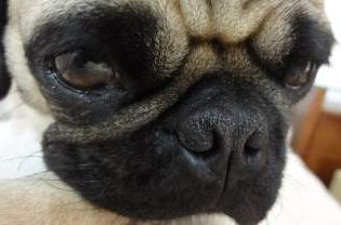 how to take care of your pug puppy pug puppy care how to take great care of your pug puppy how to take care of your pug puppy pug puppy care how to take great care of your pug puppy