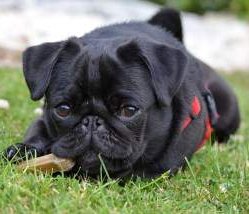 caring for a pug puppy pug puppy care how to take great care of your pug puppy caring for a pug puppy pug puppy care how to take great care of your pug puppy