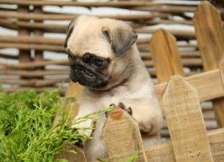 how to take care of your pug puppy pug puppy care how to take great care of your pug puppy how to take care of your pug puppy pug puppy care how to take great care of your pug puppy
