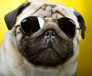 pug eye infection pug eye problems cleaning treatment of conditions pug eye infection pug eye problems cleaning treatment of conditions