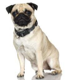 how to clean pugs ears pug ears care cleaning and problems how to clean pugs ears pug ears care cleaning and problems