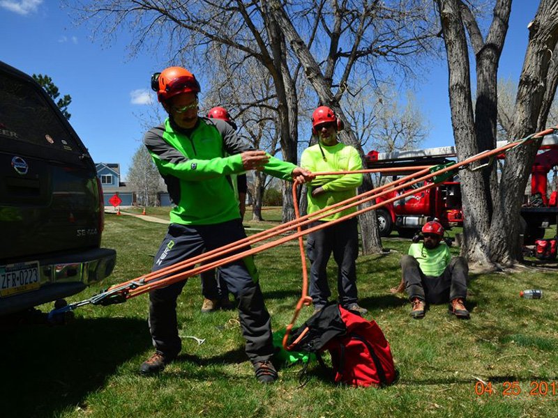 Arborist Rigging Applications Photo Gallery