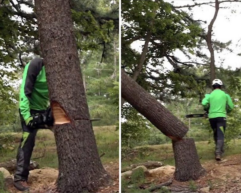 Falling A Leaning Tree With The More Power Puller 