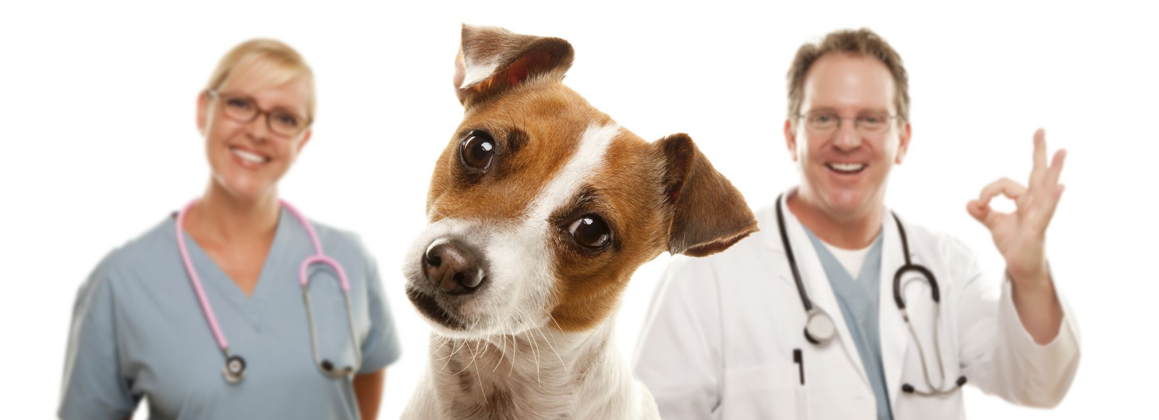 Do Vets Specialize In Cats Or Dogs Do Vets Specialize In Cats Or Dogs