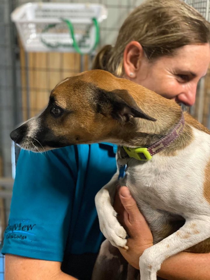 Dog Kennels near Mackay Bayview Canine Lodge